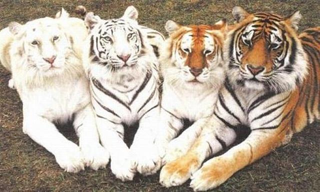 Kifogyott a patron szín tigris patron kifogyott vicces