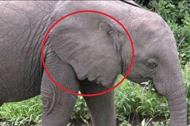 Különleges elefánt különleges kép érdekesség fül elefánt