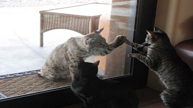 Vad rokon hiúz macska kép ismerkedés vad rokon