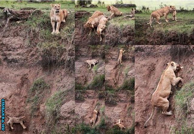 Ilyen egy igazi anya :) oroszlán anya érdekes Képek