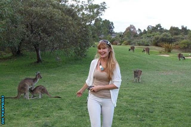 A kenguruk tudnak élni... :D laza félreérthető kenguru vicces