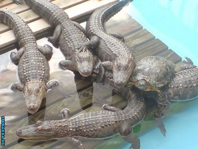 Keresd a kakukktojást teknős krokodil kép érdekes kakukktojás állatok csapat