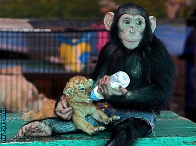 Napi cukiságok! állatkák reggel majom cuki Képek