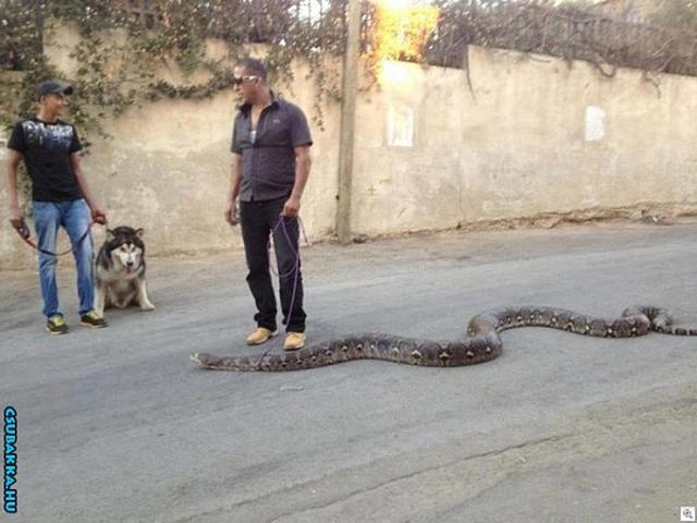 Séta a házi-kedvenccel  elvetemült kígyó poráz séta kutya hatalmas