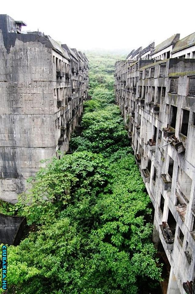 Eladó lakás a zöldövezetben :D erdő kép elhanyagolt panel épület dzsungel lakás