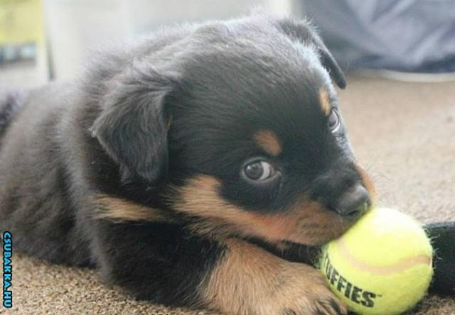 Napi cukiság! cuki Képek aranyos labda kutya