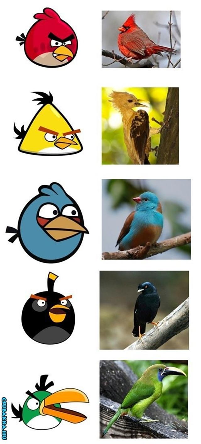 Angry Birds a valóságban valóság Képek Angry Birdes vicces