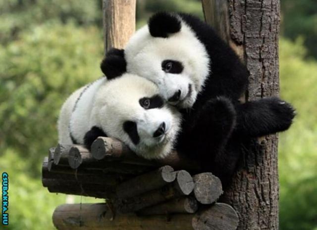 Napi cukiságok! Panda szerelem aranyos pandák állatkák Képek napi cukuságok