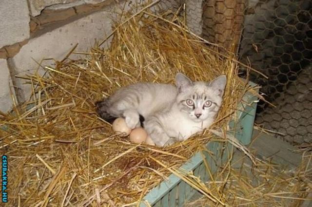 Helycsere macska cica fészek tojás helycsere tyúk aranyos
