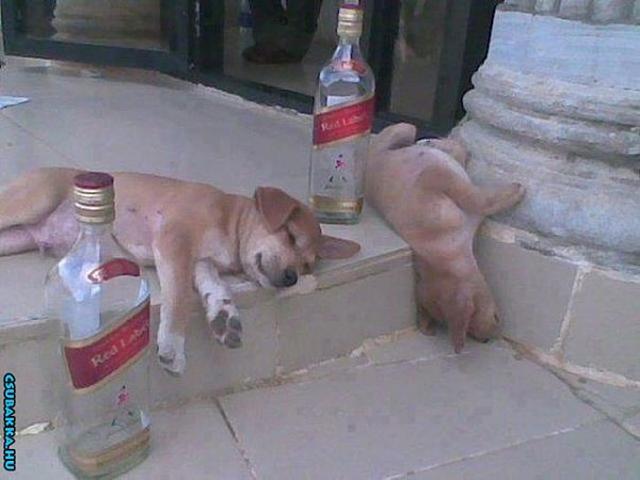 Kidőlve alkohol pia kutya whiskey kidőlve vicces