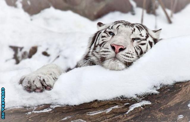 Napi cukiság! Képek aranyos fehér tigris cuki