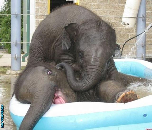 Napi cukiságok! Képek állatkák elefánt aranyos cuki