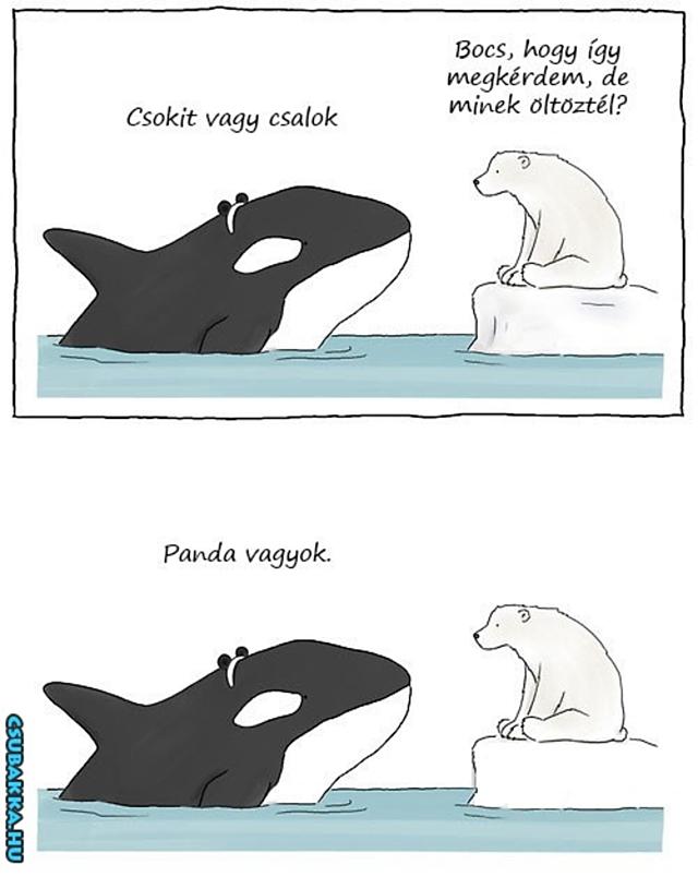 Halloween az Északi-sarkon Északi-sark Képek jegesmedve bálna halloween