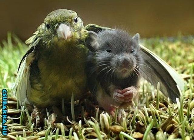 Napi cukiságok! állatkák aranyos madár hörcsög cuki Képek