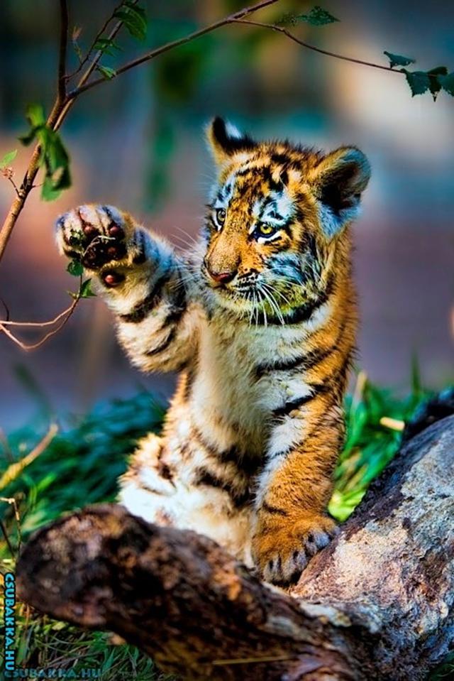 Napi cukiság! Képek állatka aranyos cuki tigris kölyök