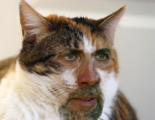 Hogy Nicolas Cage szép macska lenne Képek