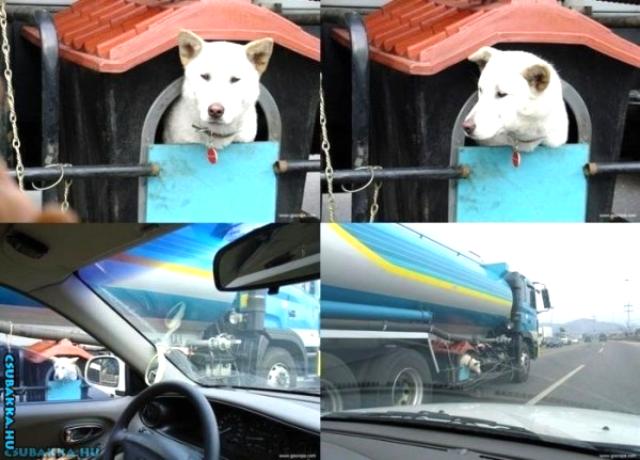 Kutyaól a kamionon aranyos kutya ól cuki kamion