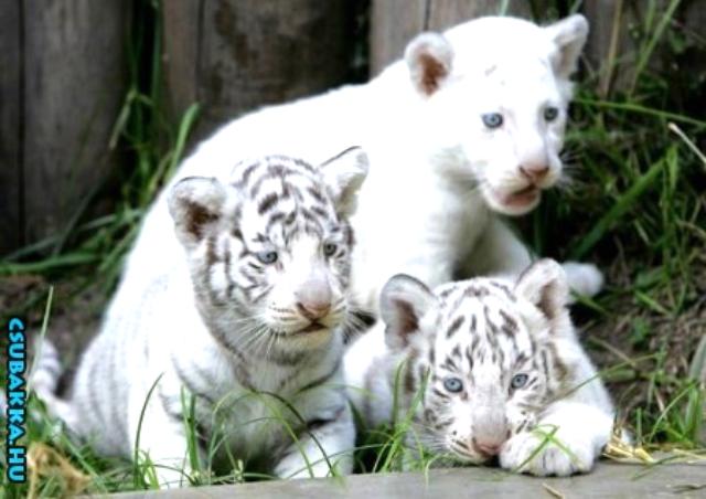 Napi cukiságok! cuki Képek állatkák aranyos kölykök fehér tigris