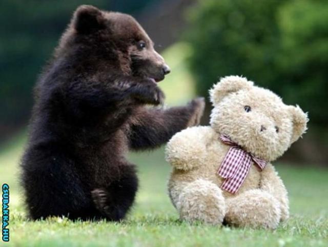 Napi cukiság! medve cuki állatka Képek aranyos