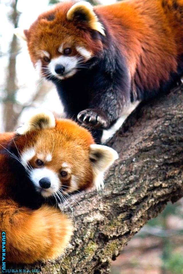 Napi cukiságok! cuki Képek vöröspandák aranyos állatkák
