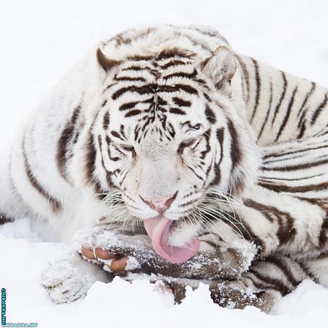 Napi cukiság! aranyos Képek cuki fehér tigris