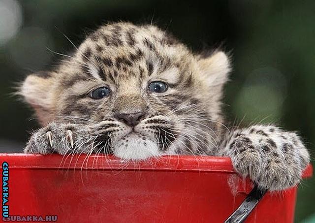 Napi cukiság! Képek cuki állatka leopárd kölyök aranyos