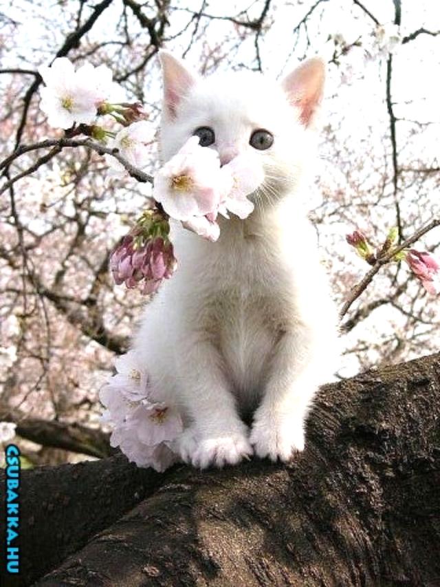 Napi cukiság! aranyos cica cuki Képek állatkák