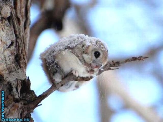 Napi cukiság! Képek repülő mókus cuki aranyos állatka