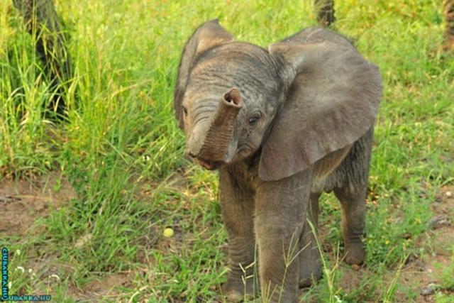 Napi cukiság! állatkák cuki Képek aranyos kis elefánt