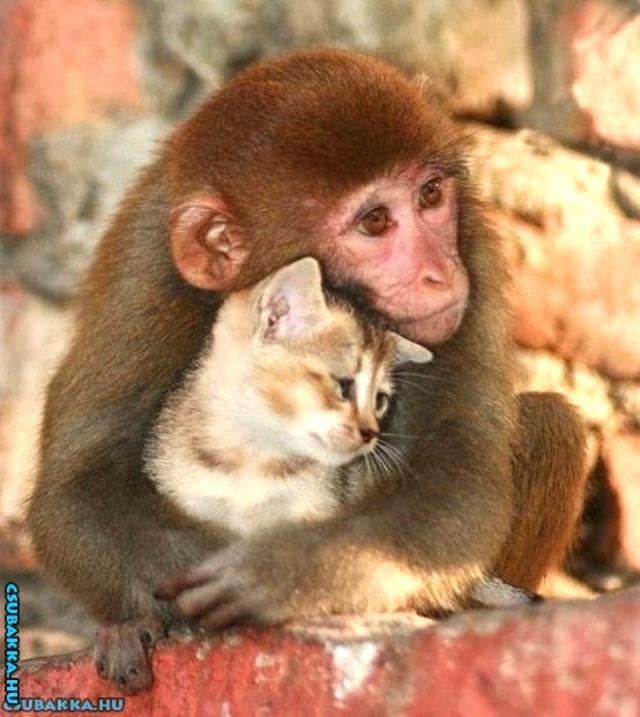 Napi cukiságok! aranyos cica majom Képek cuki állatkák