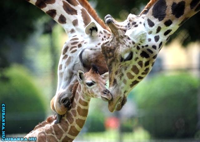 Napi cukiságok! aranyos állatkák cuki Képek zsiráfok