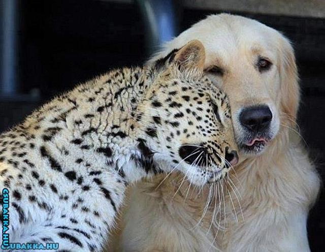 Napi cukiságok! cuki kutya leopárd állatkák aranyos Képek