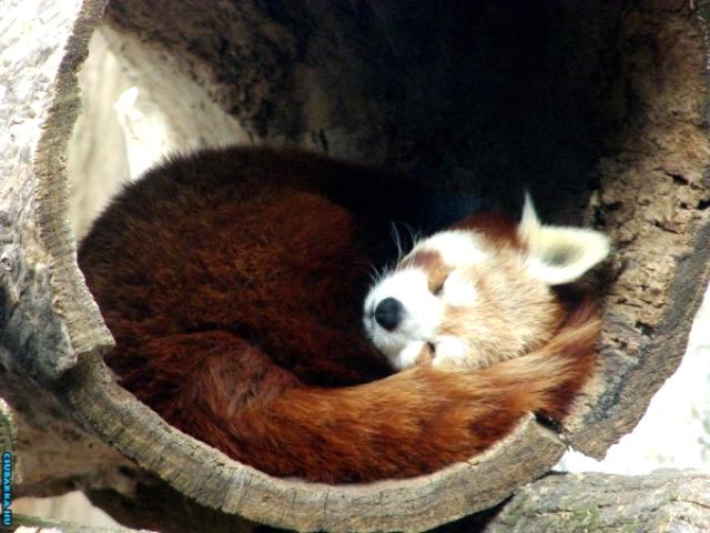 Napi cukiság! Képek aranyos cuki vöröspanda állatkák