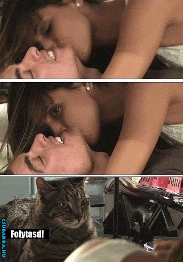 Szex közben... ágy Képek szex macska