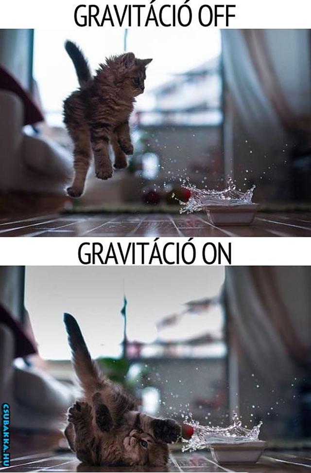 Gravitáció :) cuki cica gravitáció Képek vicces