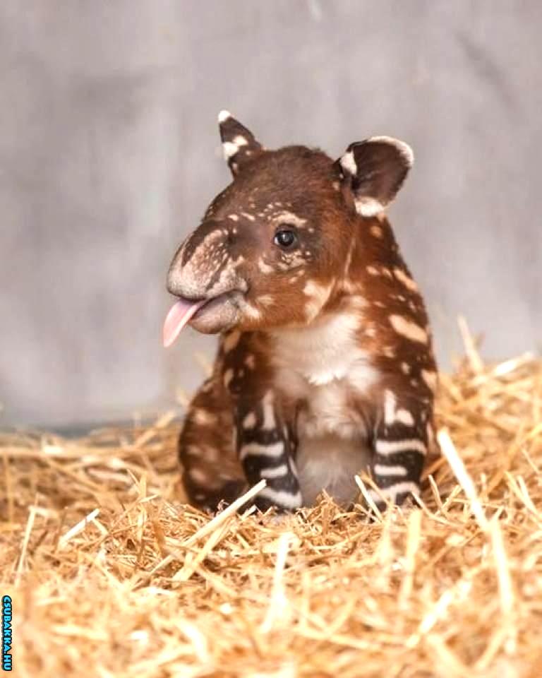 Napi cukiság! állatkák aranyos cuki Képek tapír