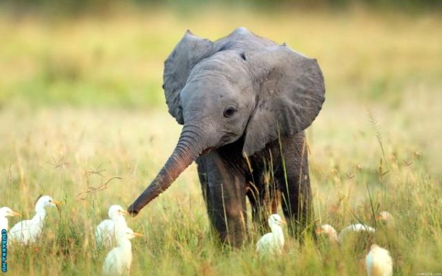 Napi cukiságok! Képek cuki elefánt állatkák