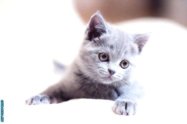 Napi cukiság! Képek aranyos cuki állatkák cica