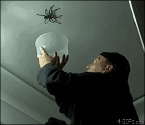 Így ne fogj pókot!