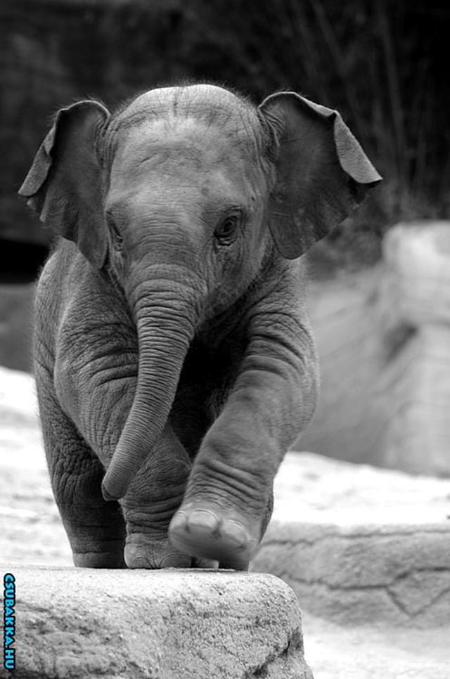 Napi cukiság! aranyos elefánt Képek állatkák cuki