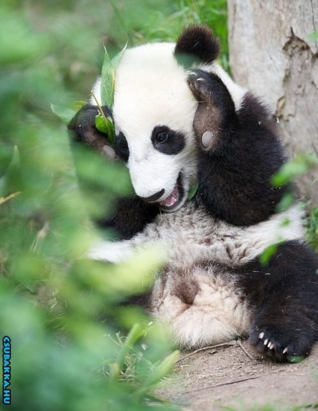 Napi cukiság! panda aranyos cuki állatkák Képek