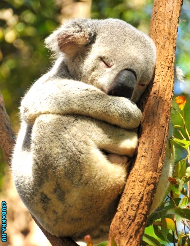 Napi cukiság! Képek aranyos koala állatkák cuki