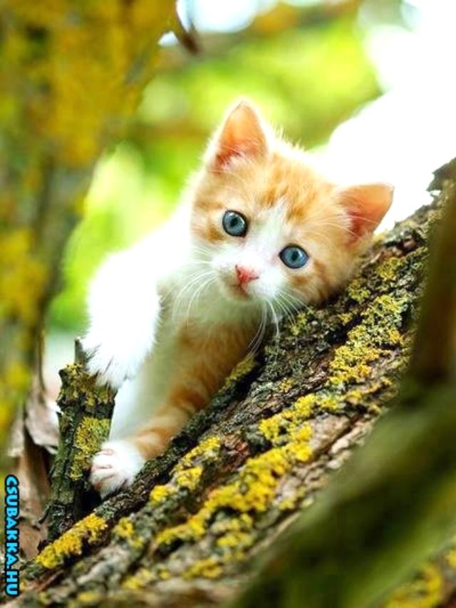 Napi cukiság! cica állatkák cuki Képek aranyos