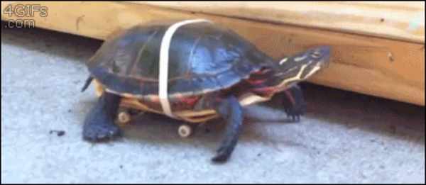 Gördeszkázó teknős