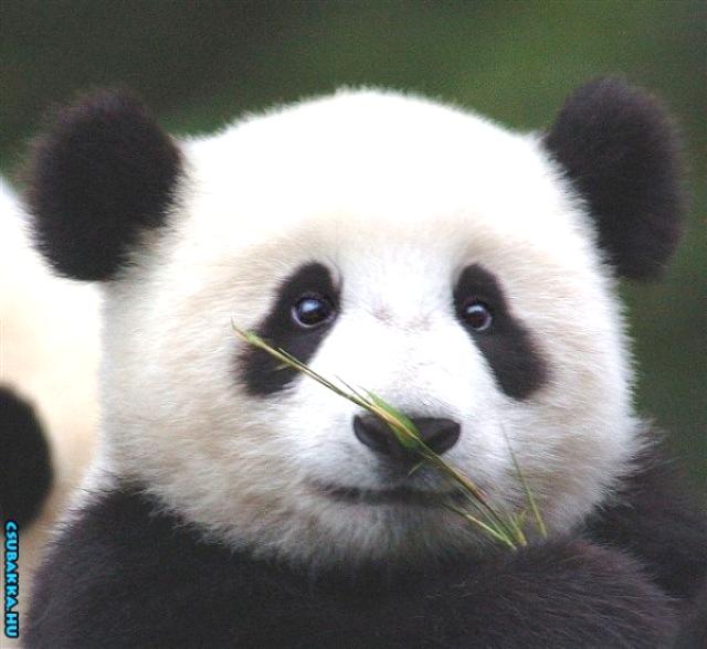 Napi cukiság! cuki Képek állatkák panda