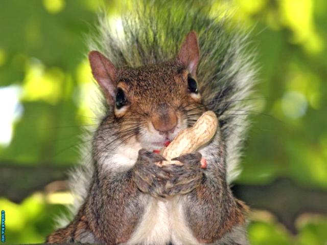 Napi cukiság! mókus Képek cuki állatkák