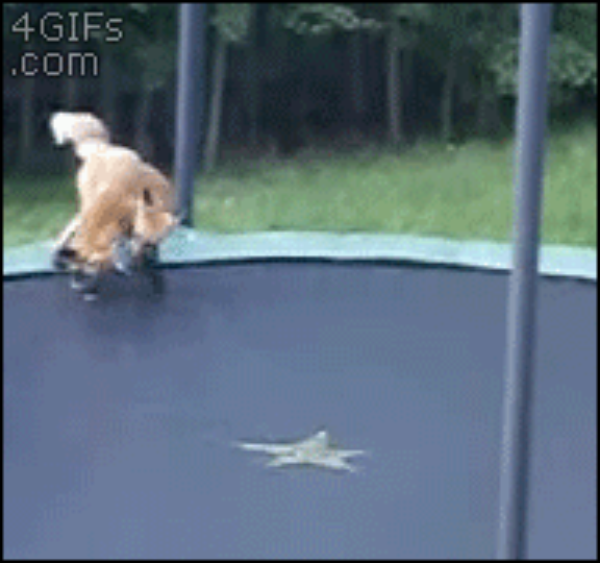 Foxes-trampoline