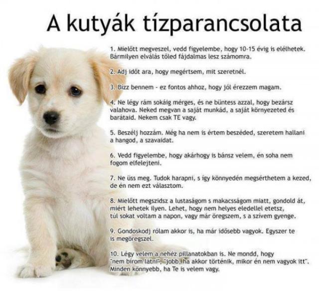 A kutyák tízparancsolata Képek vicces kutya érdekes