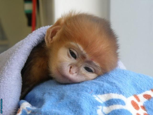 Napi cukiság! állatkák majom Képek cuki
