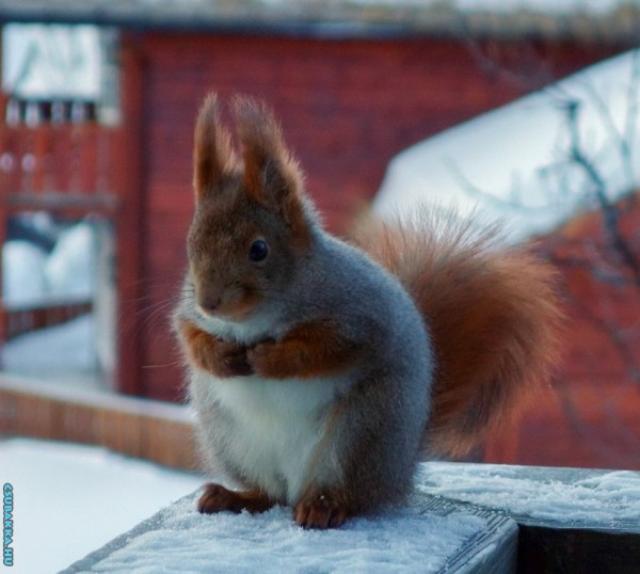 Napi cukiság! állatkák mókus cuki Képek